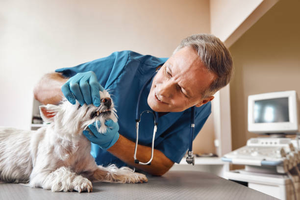 Best Emergency Dental Care for Broken or Chipped Teeth in Rainbow Springs, FL